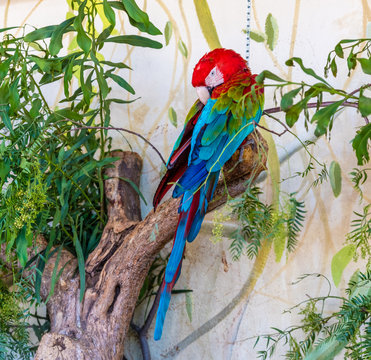 red and green macaw