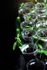 Young tomatoes growing in plastic cups