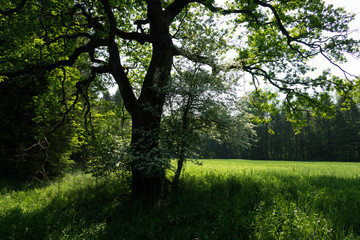 Bäume und Büsche im Frühling mit Blüten