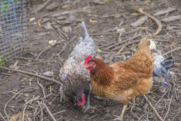 Domestic hen outdoor