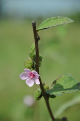 The African flora. Tanzania