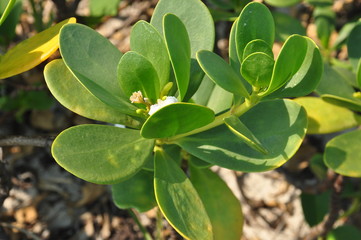 The African flora. Tanzania