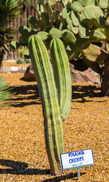Polaskia chichipe