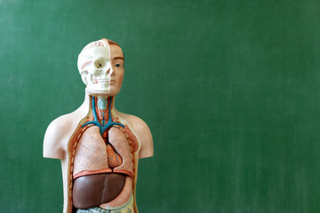 Artificial human body model. Biology class. Anatomy teaching aid. Education concept.