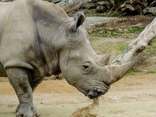 Obraz premium Northern White Rhino with large horn, Auckland Zoo, Auckland, New Zealand
