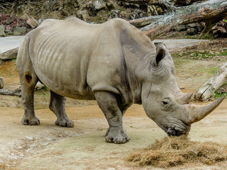 Obraz premium Northern White Rhino with large horn, Auckland Zoo, Auckland, New Zealand