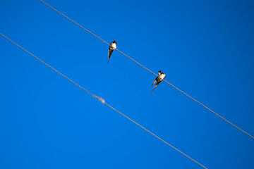Birds resting and washing on cable wire in clear blue sky background