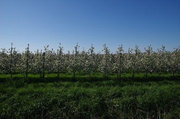 Obraz premium Apfelplantage