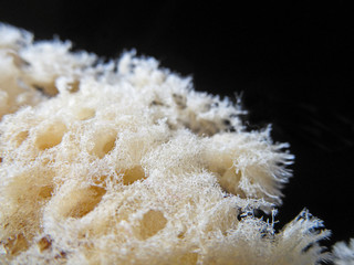 Naklejka na ściany i meble Natural sea sponge close-up on a black background. Beautiful complex porous multi-cellular structure of sponges bodies is used in medicine, hygiene, as cleaning equipment. 