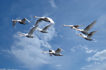 Swans flying