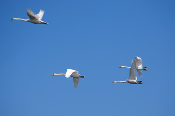 Swans flying