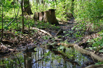 Wetlands - swampy forest