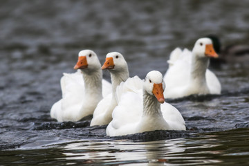 Hausgans (Anser anser domestica)