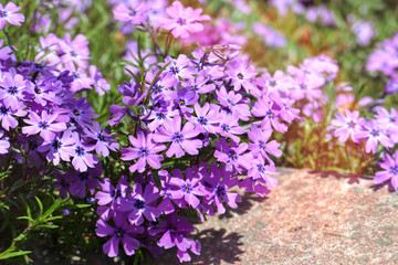 Polsterphlox