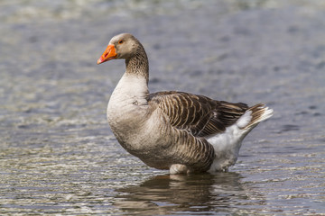 Hausgans (Anser anser domestica)