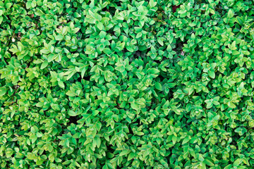 green hedge or Green Leaves, Beautiful background of young green foliage