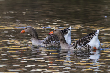 Hausgans (Anser anser domestica)