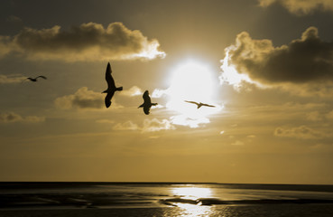 sunset with flying seagull
