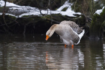 Hausgans (Anser anser domestica)