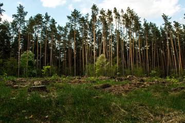 cut wood in the forest