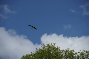 White stork flying in cloudy sky