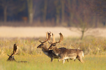 Eine Gruppe Damhirsche (Dama dama) auf einer Wiese im Naturschutzgebiet Mönchbruch bei Frankfurt,...
