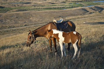Mare with foal in the Crimean steppe