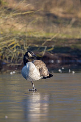 Kanadagans (Branta canadensis) auf einem zugefrorenen See im Naturschutzgebiet Mönchbruch nahe Frankfurt, Deutschland.