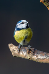 Obraz premium Blaumeise (Cyanistes caeruleus) im Winter im Naturschutzgebiet Mönchbruch bei Frankfurt, Deutschland.