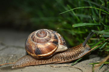 Big snail crawling in the grass at night.
