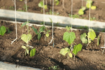 Cucumbers grow in a greenhouse