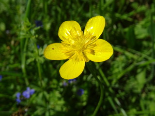 Butterblume Blüte 