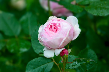 Obraz na płótnie Canvas Pink rose with rain drops in summer garden