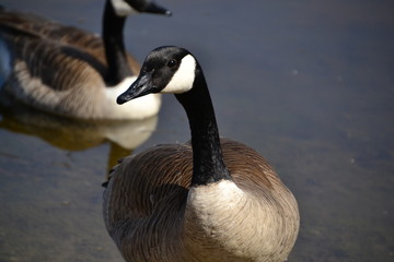 Canadian Goose Watching 2