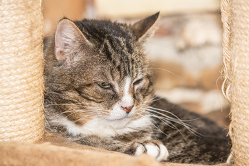Cats for adoption in Belgium near Liège