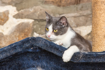 Cats for adoption in Belgium near Liège