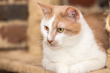 Cats for adoption in Belgium near Liège