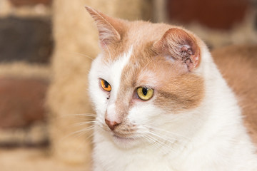 Cats for adoption in Belgium near Li&egrave;ge