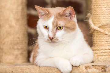 Cats for adoption in Belgium near Liège