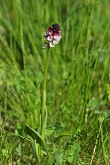 Brand-Knabenkraut (Neotinea ustulata)