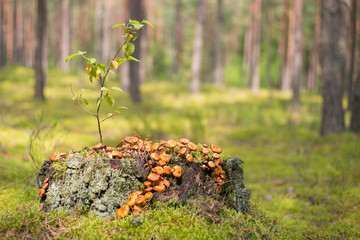 Mushrooms on a stump in the woods