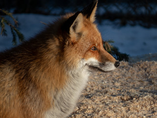 Naklejka na ściany i meble Red fox looking at the sunset