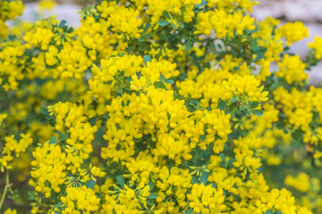 Bush of yellow flowers