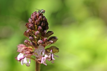 Purpur-Knabenkraut (Orchis purpurea) mit Fliege
