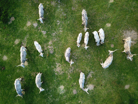 Herd of cows , a view from the air