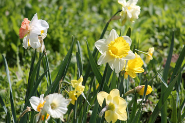 Green flowerbed with flowers of daffodils of different cultivars