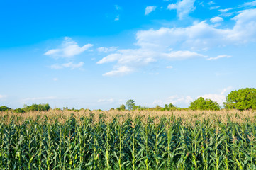 Fototapeta na wymiar Corn field in clear day, Corn tree at farm land with blue cloudy Sky