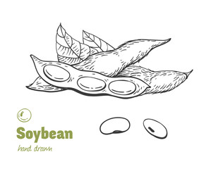 Soybean hand drawn illustration set
