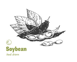 Soybean hand drawn illustration set
