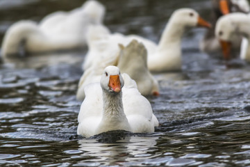 Domestic goose (Anser anser domestica)
